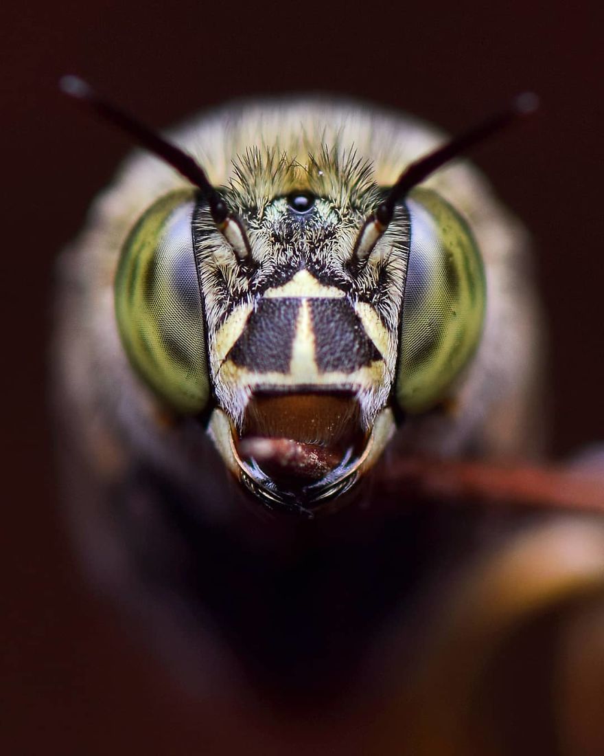 Incredible Photos Of An Indian Who Presents Insects In A Unique Way