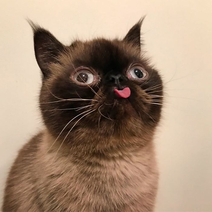 Funny-Cat-King-Of-Blep-Ikiru