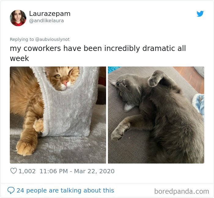 Working-From-Home-Quarantine-Pet-Co-Worker-Photos