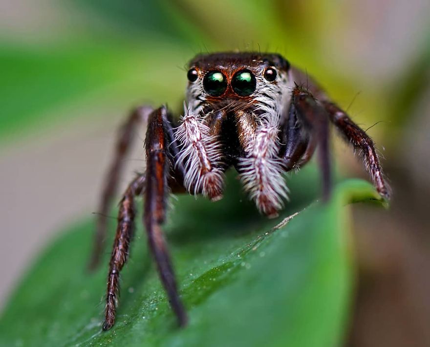 Incredible Photos Of An Indian Who Presents Insects In A Unique Way