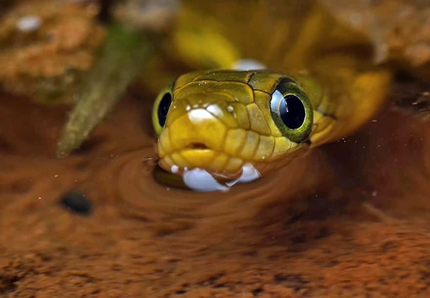 Incredible Photos Of An Indian Who Presents Insects In A Unique Way