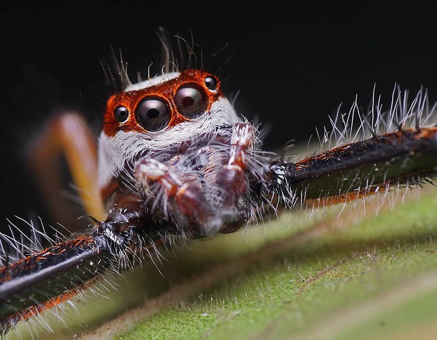 Incredible Photos Of An Indian Who Presents Insects In A Unique Way