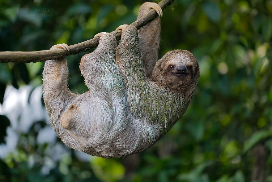 Three-Toed Sloth