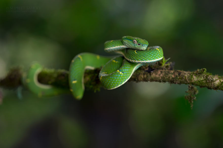 Pit Viper