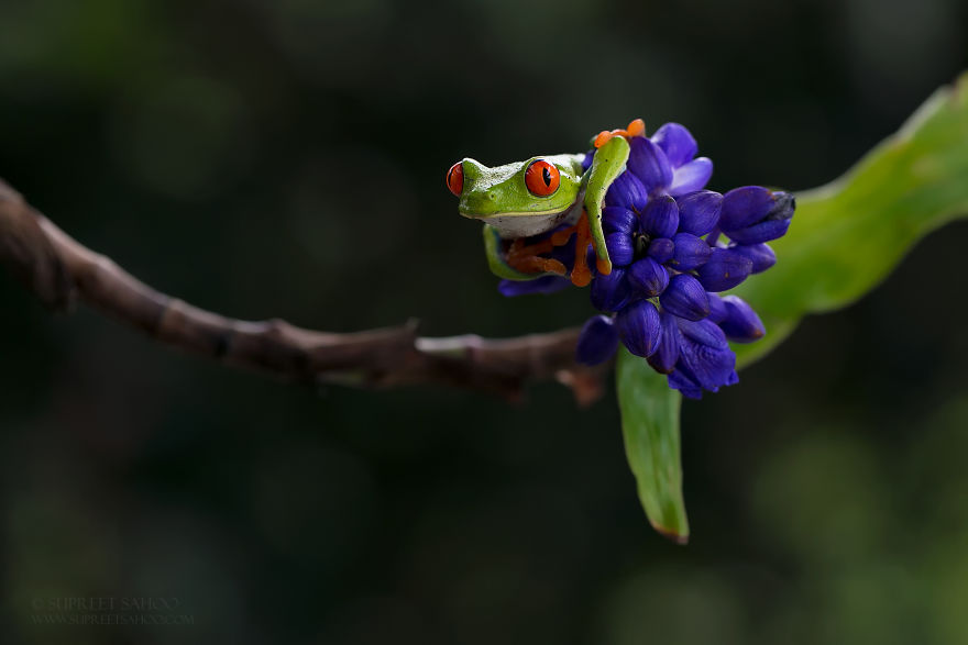 Red-Eye Leaf Frog