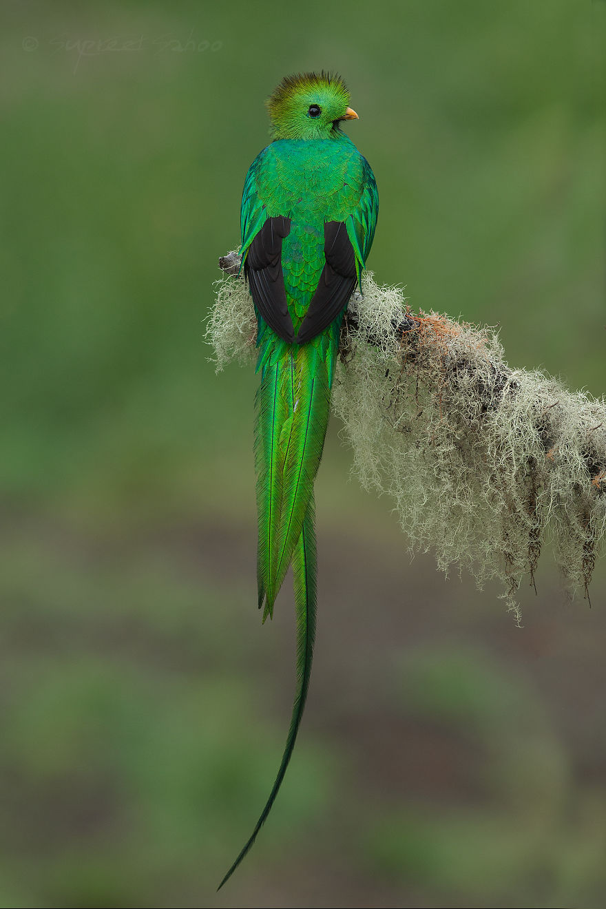 Resplendent Quetzal