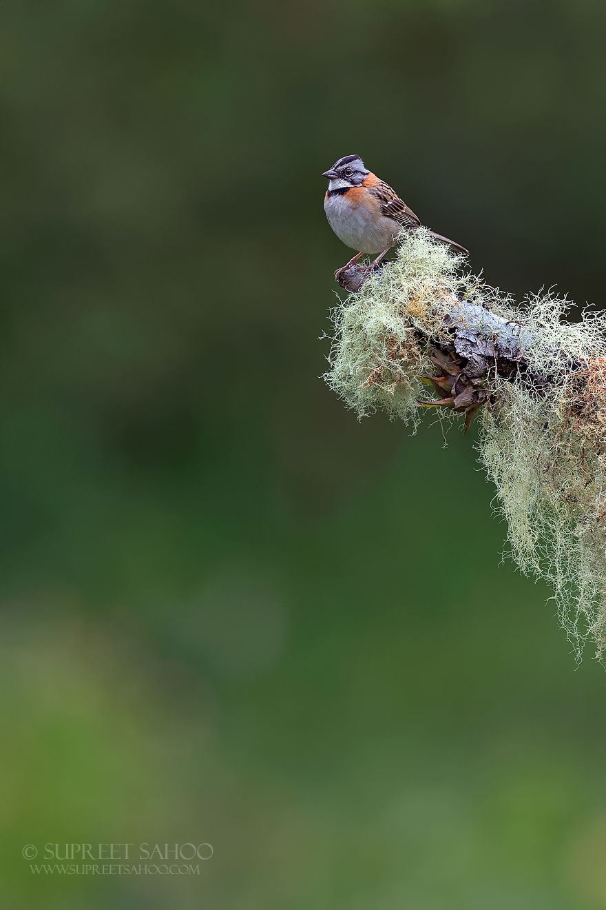 Rufus-Collared Sparrow