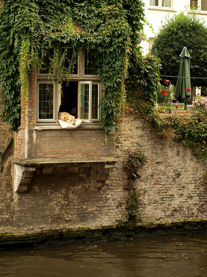 After 'The Most Photographed Dog In Bruges' Passes Away, People Are Sharing Photos Of Him Throughout The Years