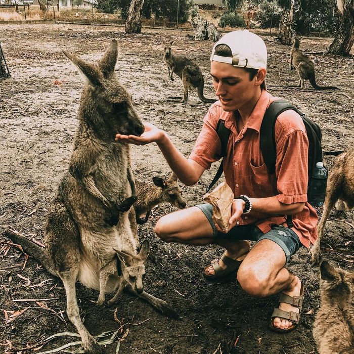 Man Gets Drunk On New Year's Eve And Adopts A Baby Kangaroo, Realizes It Months Later Man Gets Drunk On New Year's Eve And Adopts A Baby Kangaroo, Realizes It Months Later