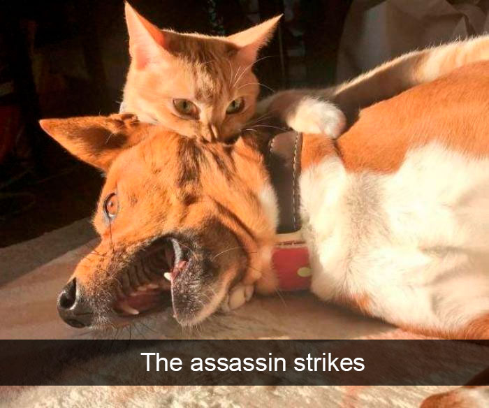 Cat-Snapchat-Funny
