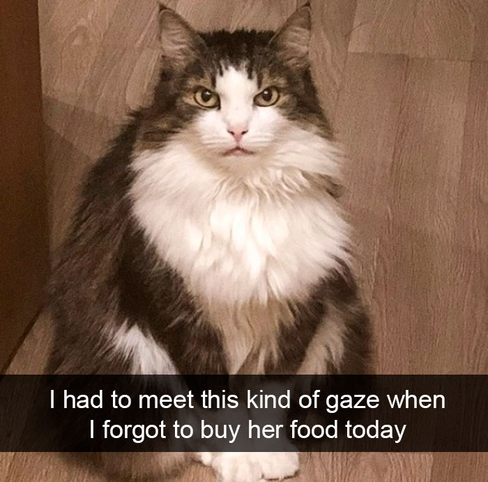Cat-Snapchat-Funny