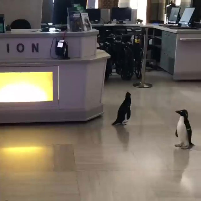 After Closing Down, This Aquarium Lets Its Penguins Go On A 'Field Trip' After Closing Down, This Aquarium Lets Its Penguins Go On A 'Field Trip'