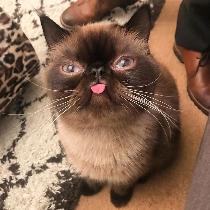 Funny-Cat-King-Of-Blep-Ikiru
