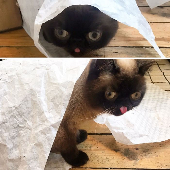 Funny-Cat-King-Of-Blep-Ikiru