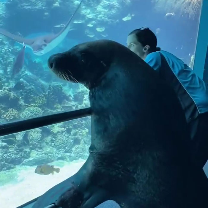 After Closing Down, This Sea World Shares The Adventures Of A Sea Lion Who Gets To Visit Other Animals At The Oceanarium After Closing Down, This Sea World Shares The Adventures Of A Sea Lion Who Gets To Visit Other Animals At The Oceanarium
