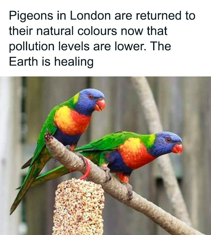 Nature-Healing-Quarantine-Jokes