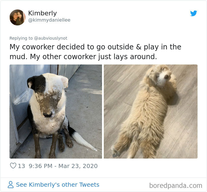 Working-From-Home-Quarantine-Pet-Co-Worker-Photos