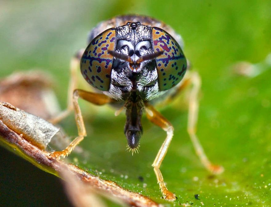 Incredible Photos Of An Indian Who Presents Insects In A Unique Way