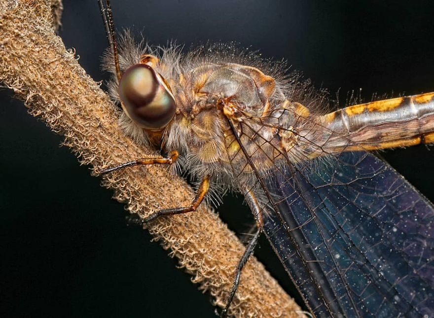 Incredible Photos Of An Indian Who Presents Insects In A Unique Way