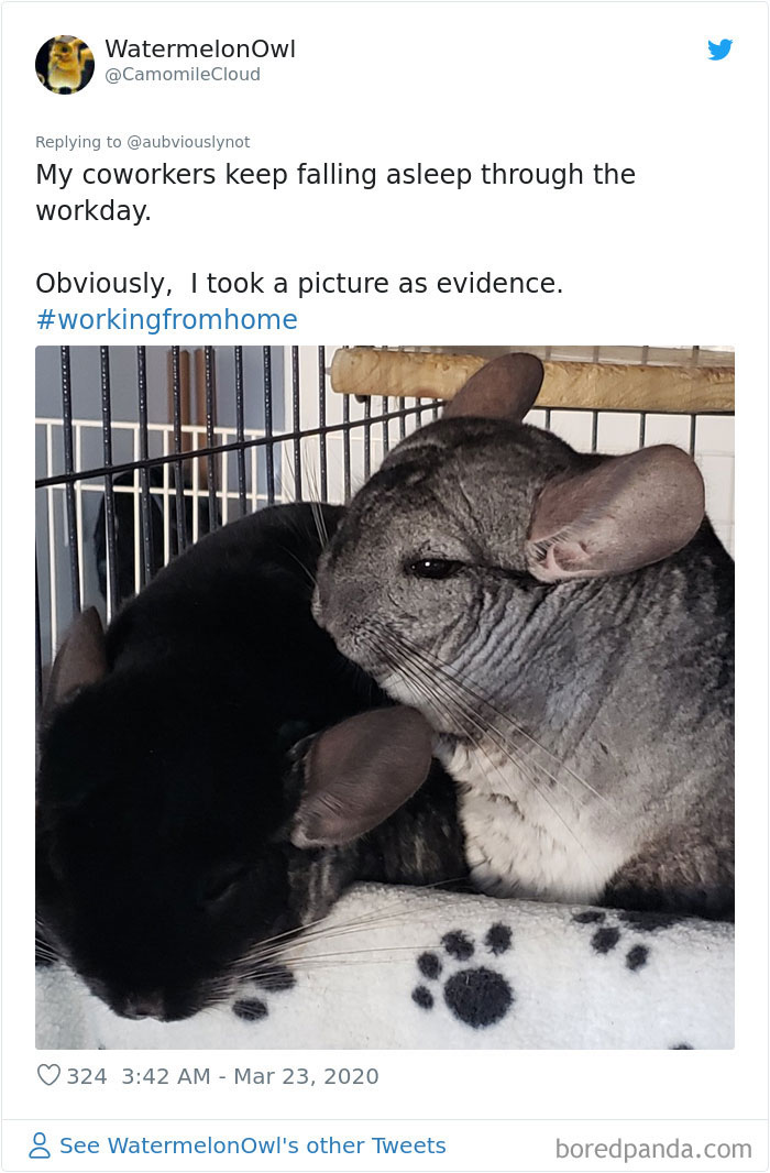 Working-From-Home-Quarantine-Pet-Co-Worker-Photos