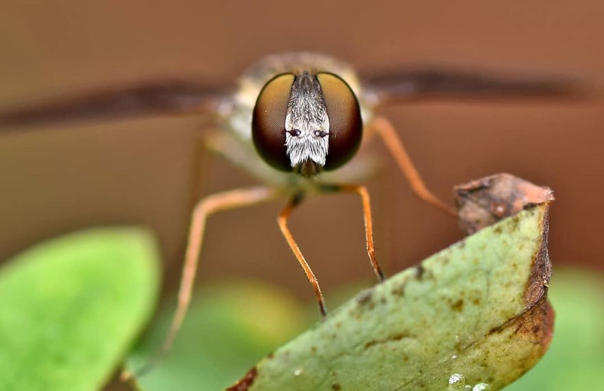 Incredible Photos Of An Indian Who Presents Insects In A Unique Way