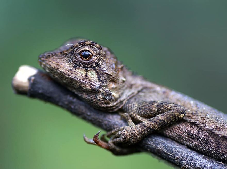 Incredible Photos Of An Indian Who Presents Insects In A Unique Way
