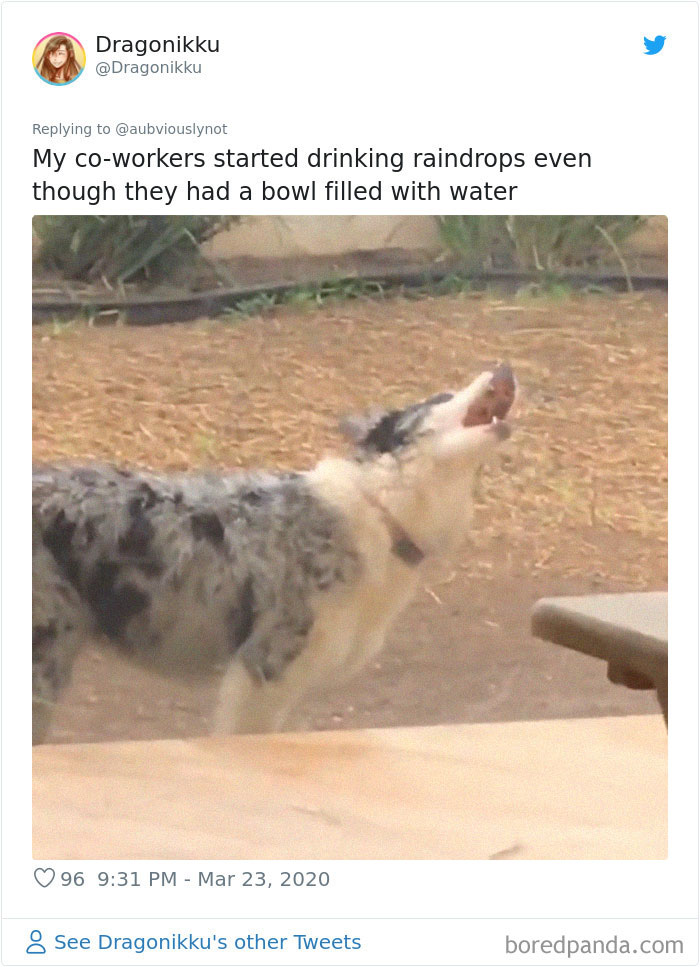 Working-From-Home-Quarantine-Pet-Co-Worker-Photos