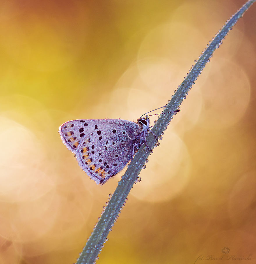My Macro Photography Of Tiny Creatures