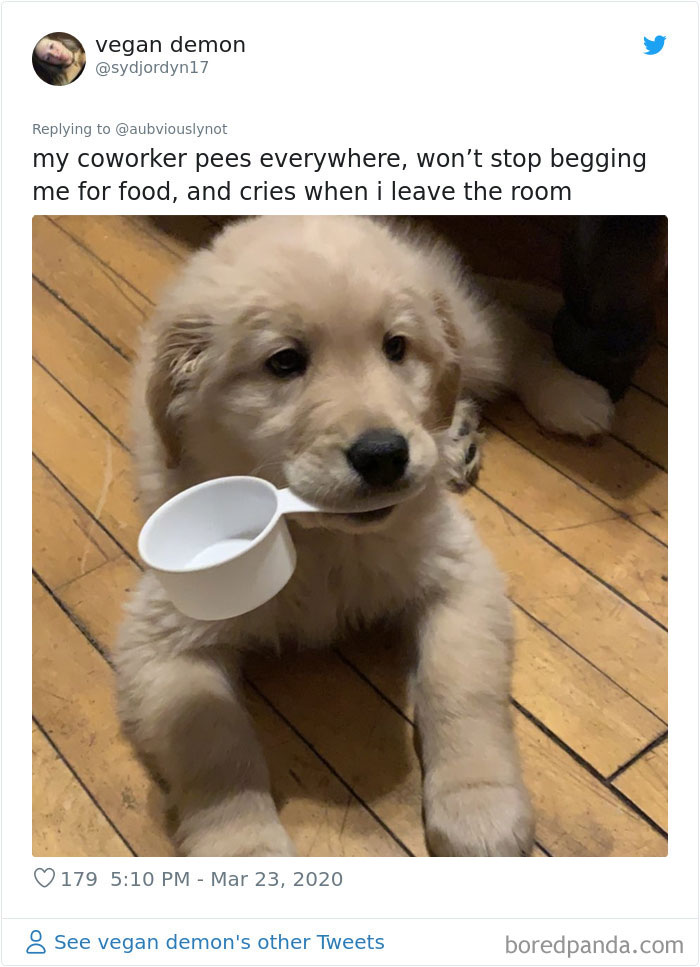 Working-From-Home-Quarantine-Pet-Co-Worker-Photos