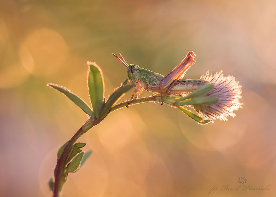 My Macro Photography Of Tiny Creatures