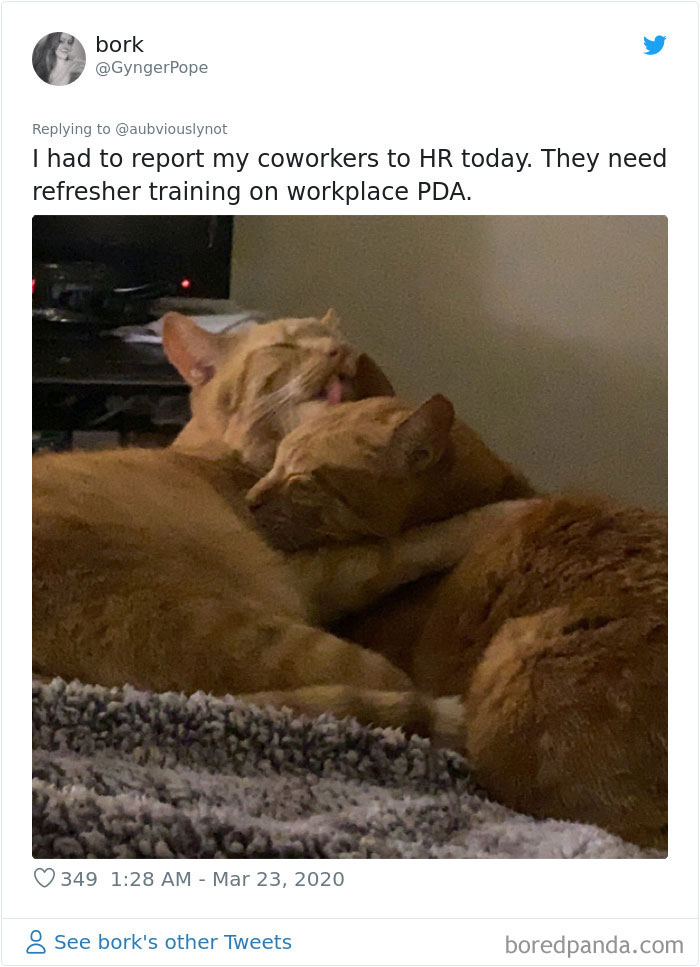 Working-From-Home-Quarantine-Pet-Co-Worker-Photos