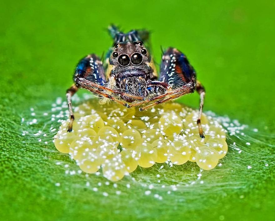 Incredible Photos Of An Indian Who Presents Insects In A Unique Way