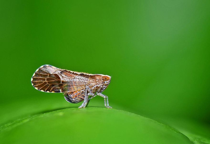 Incredible Photos Of An Indian Who Presents Insects In A Unique Way