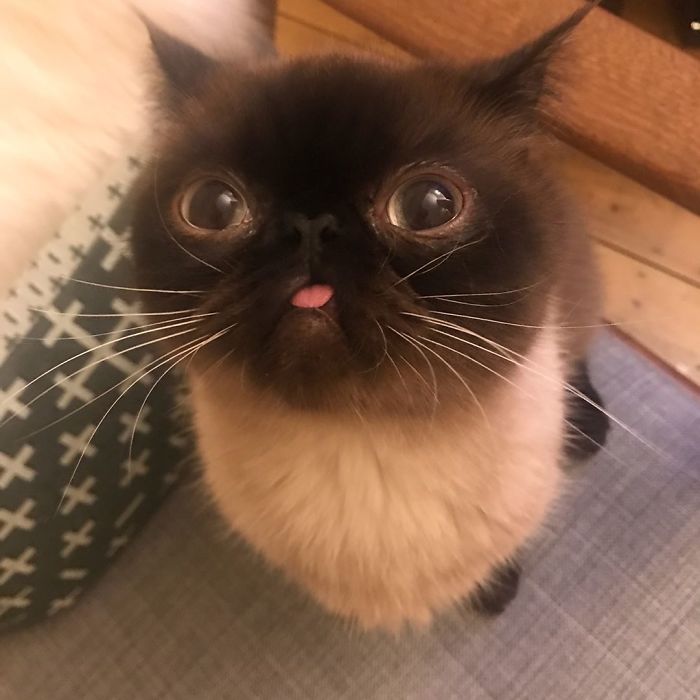 Funny-Cat-King-Of-Blep-Ikiru