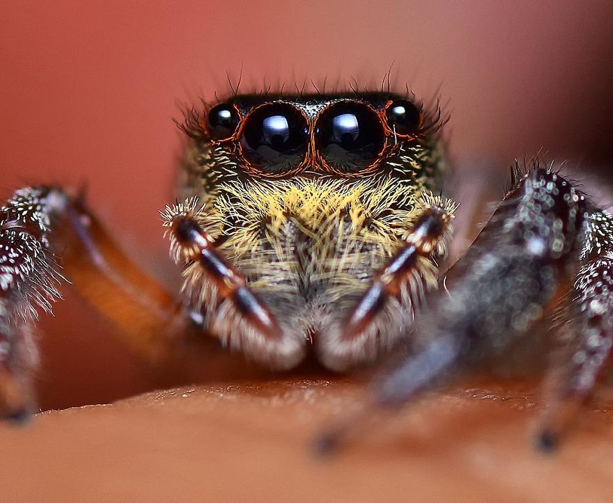 Incredible Photos Of An Indian Who Presents Insects In A Unique Way