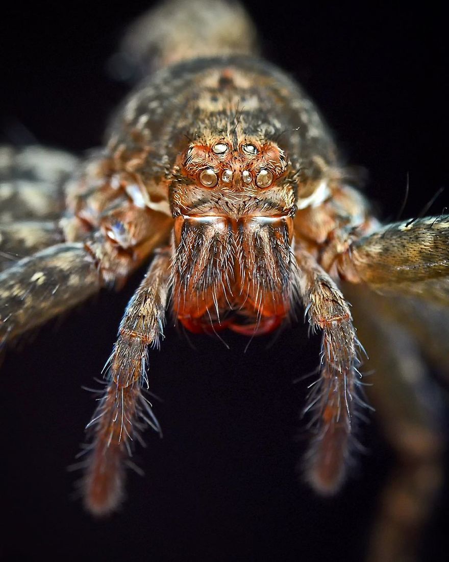 Incredible Photos Of An Indian Who Presents Insects In A Unique Way