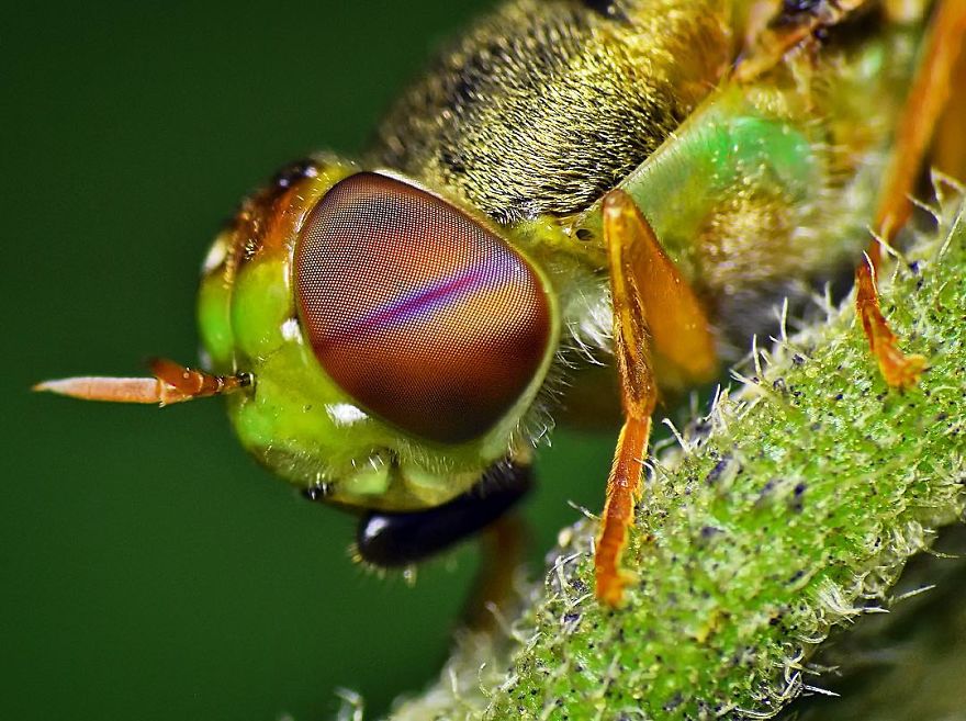 Incredible Photos Of An Indian Who Presents Insects In A Unique Way