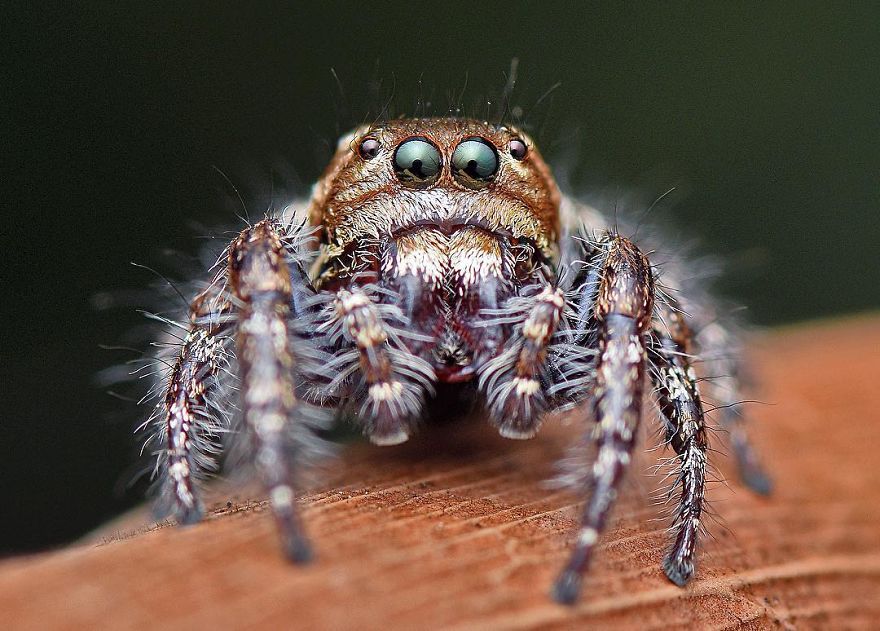 Incredible Photos Of An Indian Who Presents Insects In A Unique Way