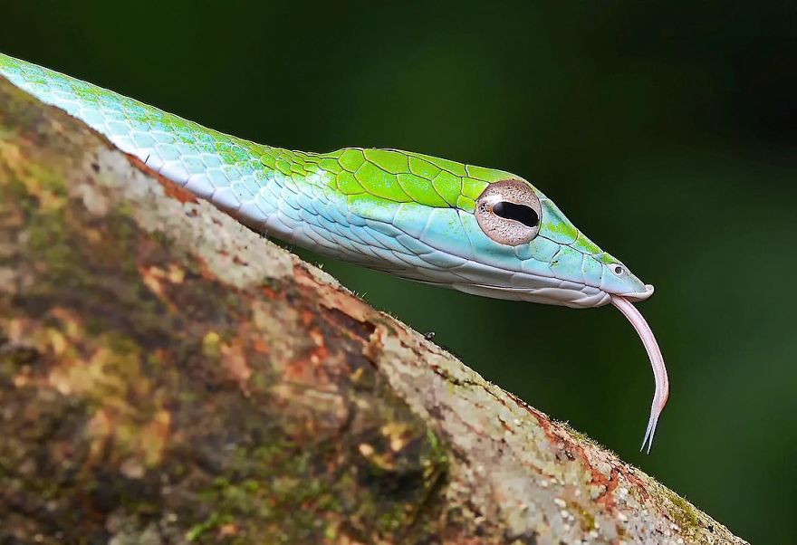 Incredible Photos Of An Indian Who Presents Insects In A Unique Way