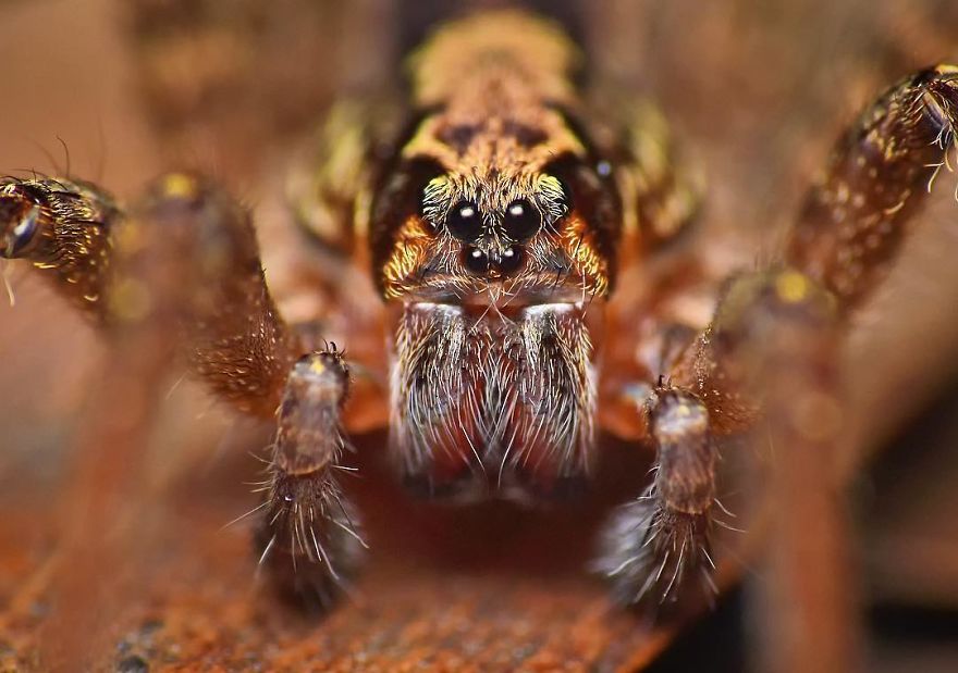 Incredible Photos Of An Indian Who Presents Insects In A Unique Way