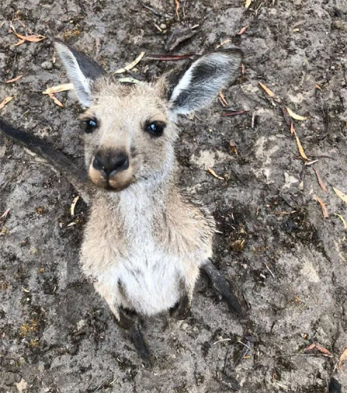 Man Gets Drunk On New Year's Eve And Adopts A Baby Kangaroo, Realizes It Months Later