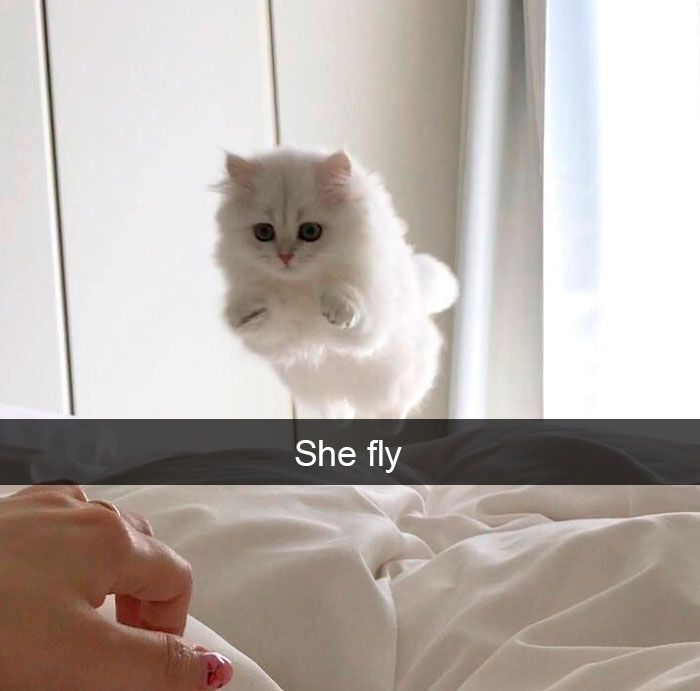 Cat-Snapchat-Funny