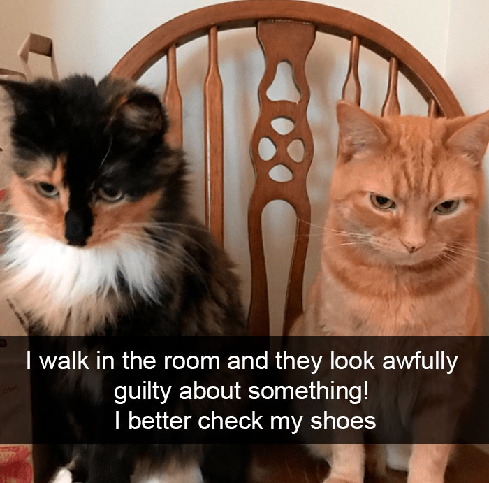 Cat-Snapchat-Funny