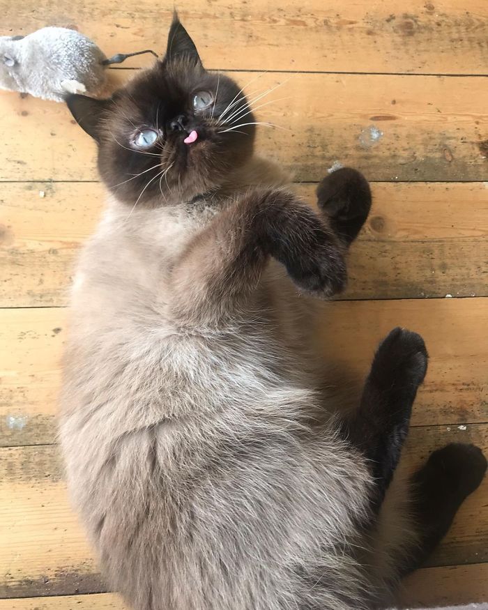 Funny-Cat-King-Of-Blep-Ikiru