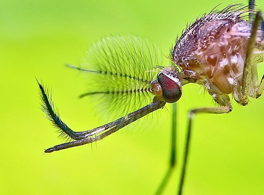 Incredible Photos Of An Indian Who Presents Insects In A Unique Way