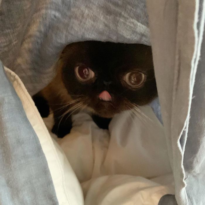 Funny-Cat-King-Of-Blep-Ikiru