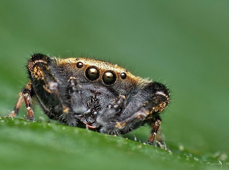 Incredible Photos Of An Indian Who Presents Insects In A Unique Way