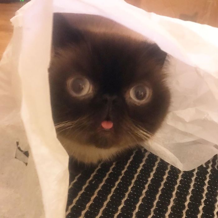 Funny-Cat-King-Of-Blep-Ikiru