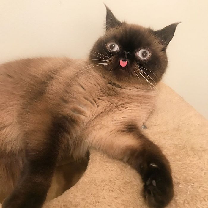 Funny-Cat-King-Of-Blep-Ikiru
