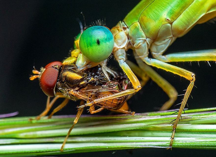 Incredible Photos Of An Indian Who Presents Insects In A Unique Way